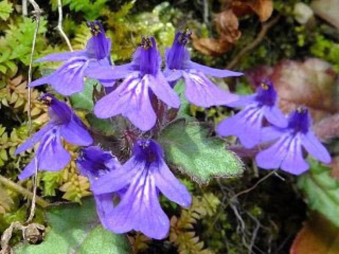 御蒔絵やまうち 3月11日 日 おはようございます 今日の誕生日の花はシソ科の キランソウ 花言葉は あなたを待っています また今日はパンダ発見の日 コラムの日 東日本大震災7年目の鎮魂の日 7年前のあの日を忘れぬ様に 追悼と祈りの一日と