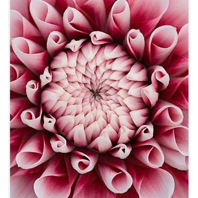 Chrysanthemum petals of perfect 👌🏽
.
.
.
.
.
#minimalistfashion #skincarejunkie #flowers #fluer #facials #peel #goodskin #smooth #healthy #lipbalm #handmade #homemade #beeswax #organic #essentialoils #yukiyonb #yukiyonaturalbeauty calendula #vanilla … ift.tt/2Hk4dsv