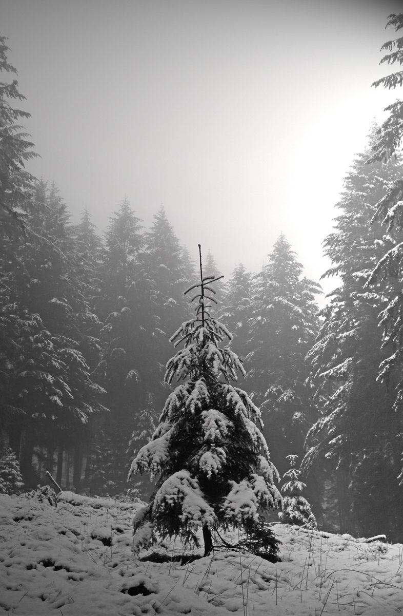 'Singular'. A lone Spruce sapling sits in a forest clearing, perfectly formed and framed by the light. Craig Vinean Forest. #ThePhotoHour #blackandwhitephotography #Scotland