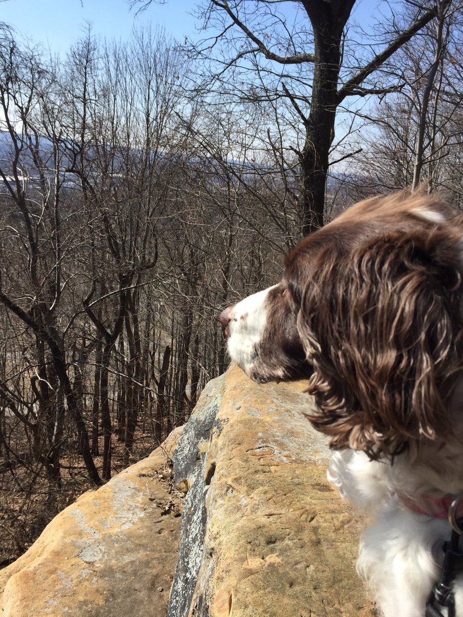Scanachi's tweet photo. Just got back from a great #Hike with Bailey. Introspective #GunDog #ESS #Mountainside https://t.co/THJtIT7MUQ