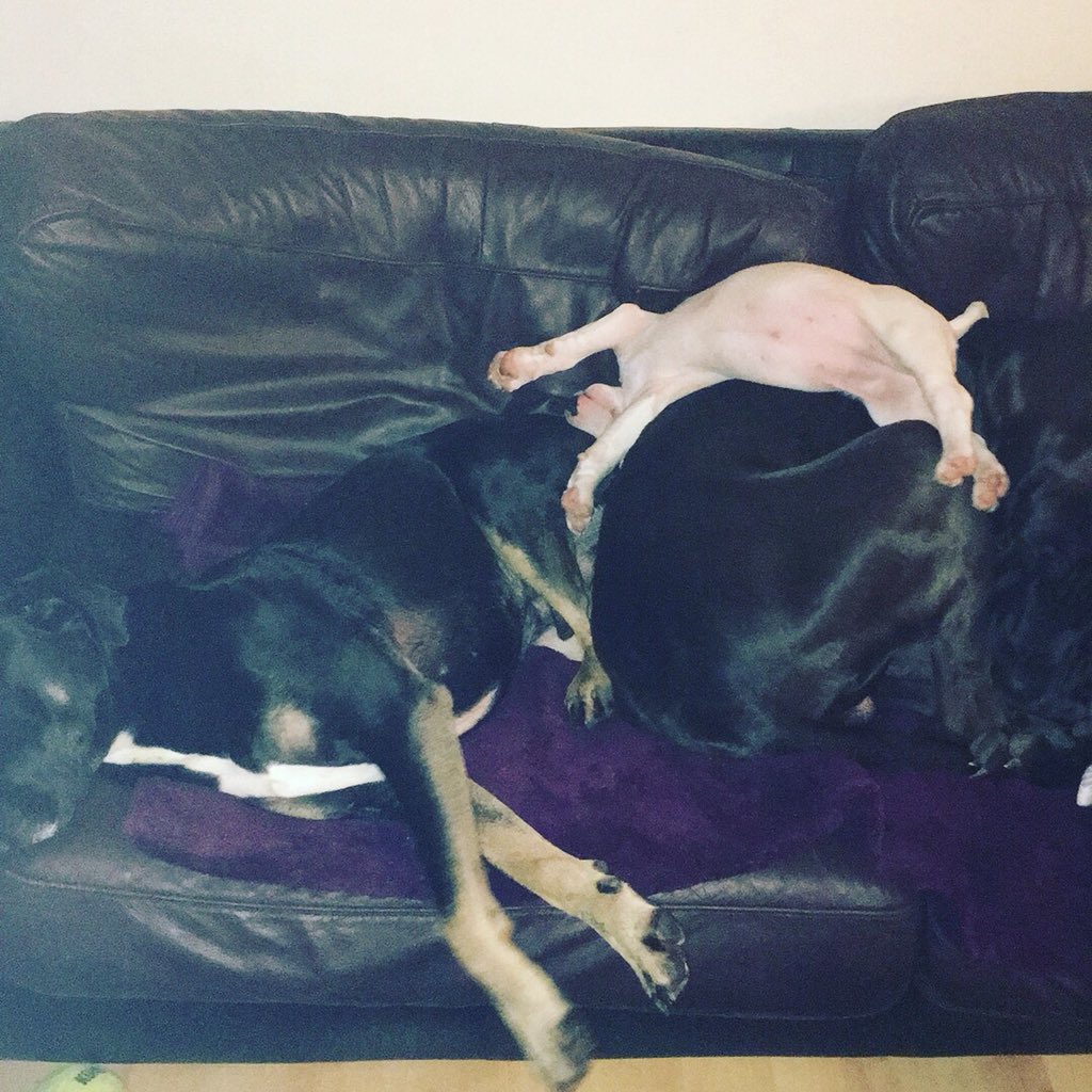 evieb10's tweet photo. @Channel4 @Crufts @clarebalding Our rescue boy Tyberious his a Great Dane x Rottweiler around 5 years old and loves his running and swimming. We’ve had him for about 3 years now, and he loves his brother (Tonk) and baby sister (Winnie) https://t.co/pS37Xhm8N1