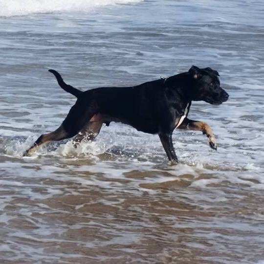 evieb10's tweet photo. @Channel4 @Crufts @clarebalding Our rescue boy Tyberious his a Great Dane x Rottweiler around 5 years old and loves his running and swimming. We’ve had him for about 3 years now, and he loves his brother (Tonk) and baby sister (Winnie) https://t.co/pS37Xhm8N1