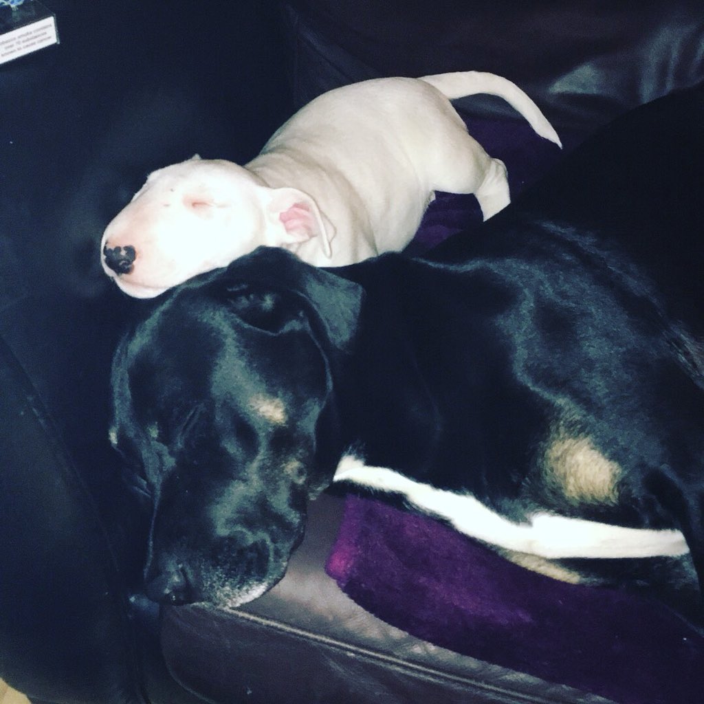 evieb10's tweet photo. @Channel4 @Crufts @clarebalding Our rescue boy Tyberious his a Great Dane x Rottweiler around 5 years old and loves his running and swimming. We’ve had him for about 3 years now, and he loves his brother (Tonk) and baby sister (Winnie) https://t.co/pS37Xhm8N1