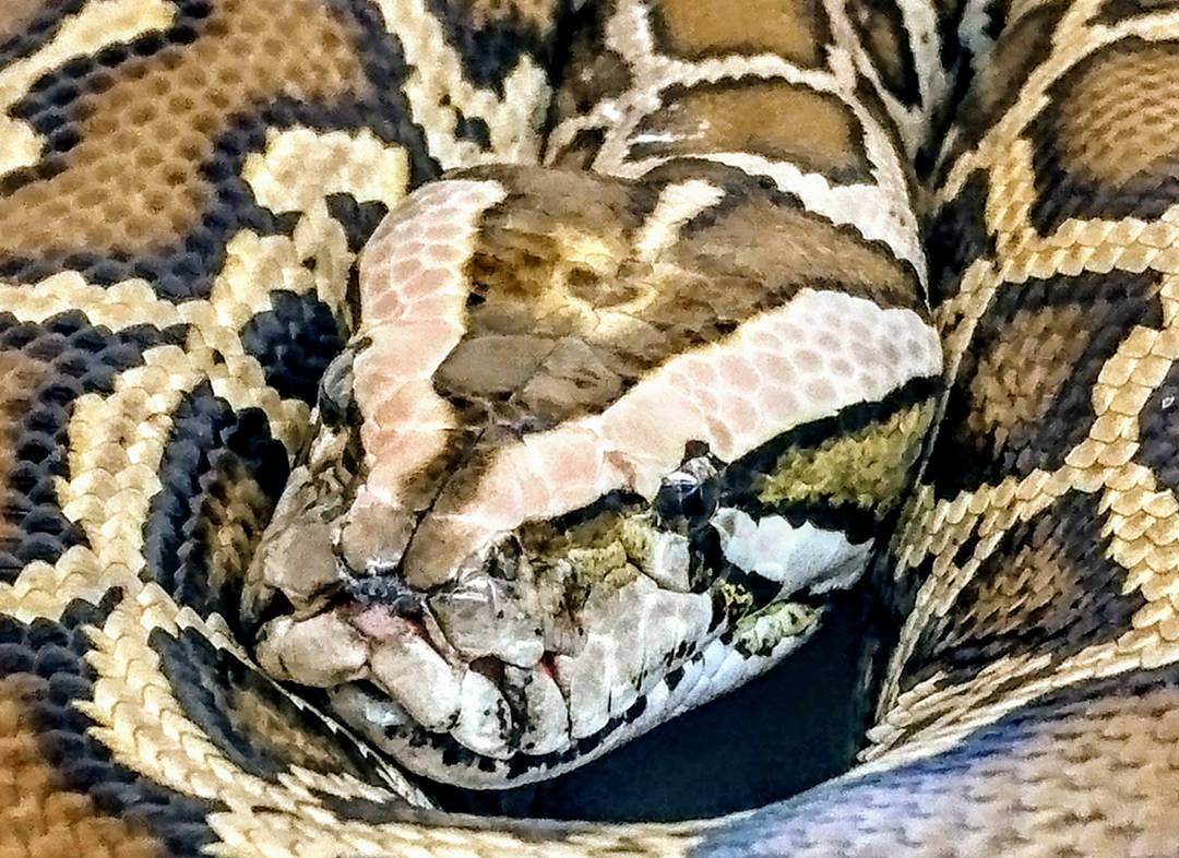 kennyibaraki's tweet image. 『バーミーズメンテナンス』
#バーミーズ
#pythonreticulatus
#pythonmolurus
#爬虫類
#kenny
#特定動物
#茨城県
ameblo.jp/tanakatoko/ent…