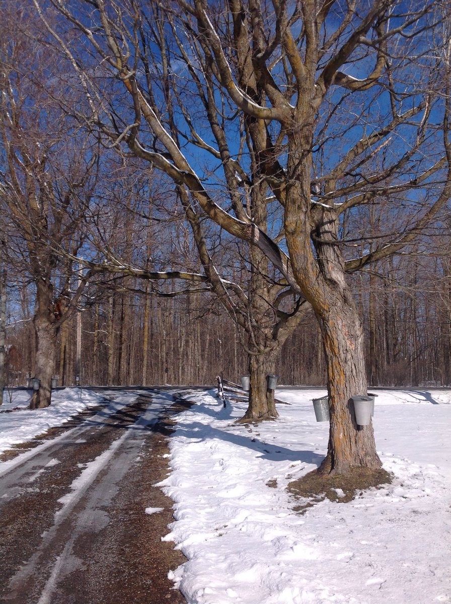 hlcornel's tweet photo. Beautiful March morning in Oxford Mills! @BlacksWeather https://t.co/u5o1PvSuy5
