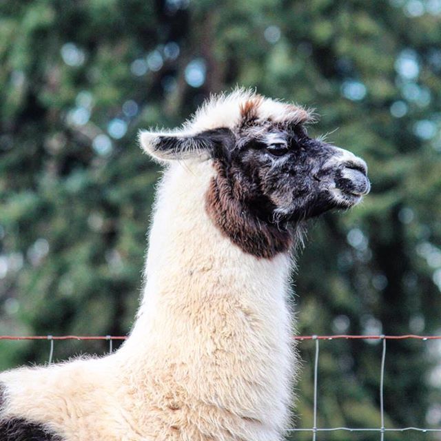 HealthyChickens's tweet photo. That's one grumpy llama! 😆📷 by @wileyjofarms: Miss Fern is feeling a bit grumpy about this stormy wind we’re experiencing today. But I told her chill, the sun will be back this weekend.
.
.
.
#grumpyllama #llama #llamas #guardllama #llamallama #lead… https://t.co/Ar9AERzNtf https://t.co/7KmVuwXGrN