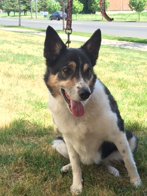 4PawsRescueUT's tweet photo. Come and meet Four Paws dog Mika this afternoon (3/10/18) at the Logan PetSmart!  She is a border collie/Aussie about 6 years old.  Her foster mom says she is practically perfect in every way - just like Mary Poppins!  Maybe she can fly.  Come and see!
https://t.co/XaM2GuSAFu https://t.co/vMmMbJhenZ