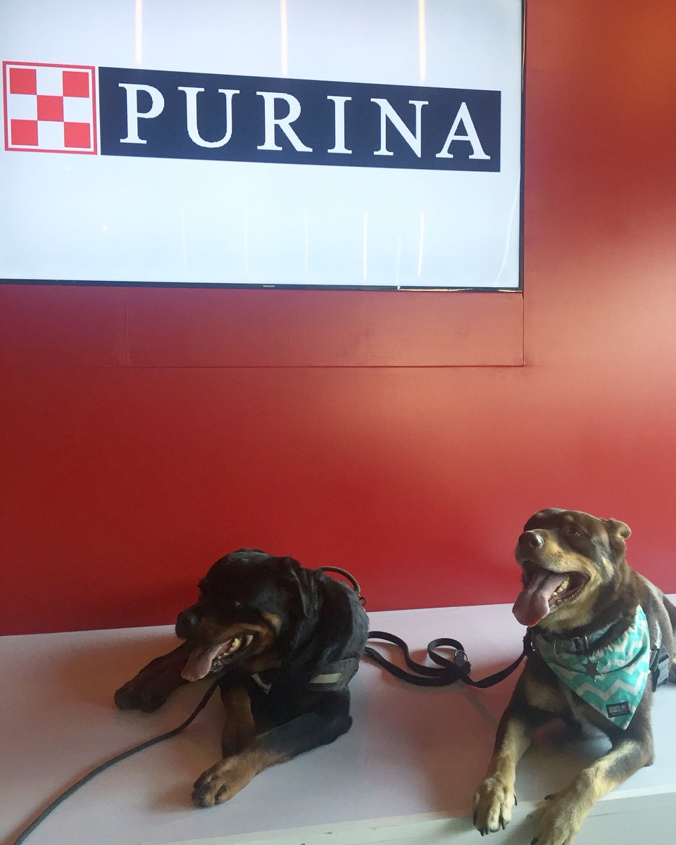 manada_loca's tweet photo. Estamos en un evento de @PurinaMX ¡Veremos que novedades nos tienen! 😋❤️🐶🦊🐾 #ManadaLoca https://t.co/m69EEJE4S7