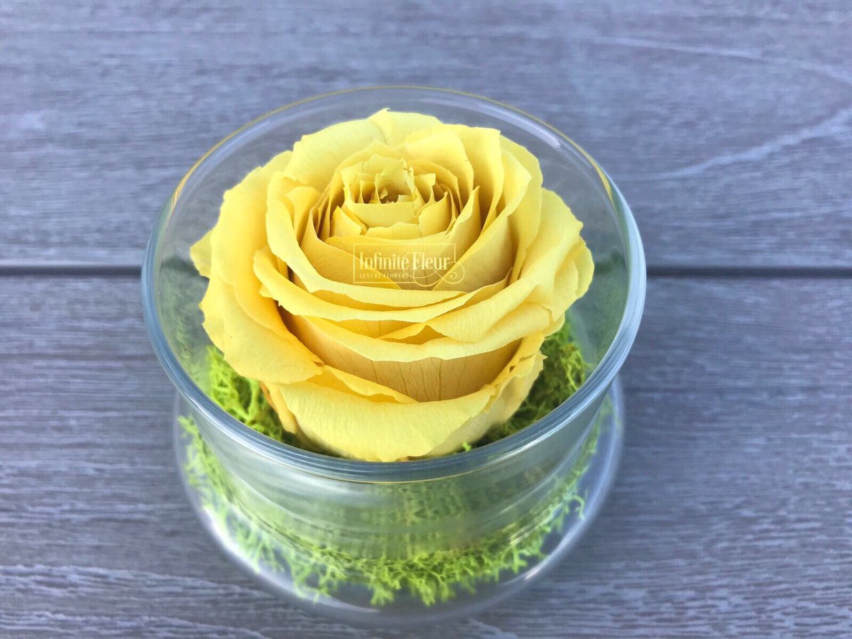 InfiniteFleur's tweet photo. Radiate positive vibes only! #InfiniteFleurCrystalDome
#InfiniteFleur #RealRoses #RosesThatLastAYear #LuxuryFlowers #Yellow #Sunshine #CheerUp #USDelivery #Alaska #Hawai #Miami https://t.co/PvSSTaRjHI