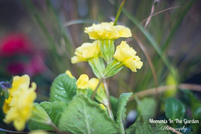 MomentsintheG's tweet image. Finally I have been able to put my container with spring plants outside on the front deck, although I still bring it in at night until the temperatures warm up a little more.  #outsidecontainer #springcontainer #pansies #primroses #ornamentalgrass #dianthus #gardeningtime