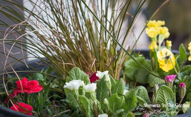 MomentsintheG's tweet image. Finally I have been able to put my container with spring plants outside on the front deck, although I still bring it in at night until the temperatures warm up a little more.  #outsidecontainer #springcontainer #pansies #primroses #ornamentalgrass #dianthus #gardeningtime