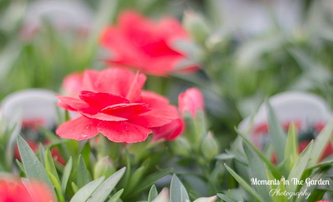 MomentsintheG's tweet image. Finally I have been able to put my container with spring plants outside on the front deck, although I still bring it in at night until the temperatures warm up a little more.  #outsidecontainer #springcontainer #pansies #primroses #ornamentalgrass #dianthus #gardeningtime