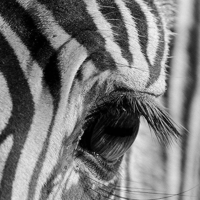 EdinburghZoo's tweet photo. We’re going zany for zebra’s here at Edinburgh Zoo after announcing our brand new @on_lothianbuses #ZebraBus! So when better to share this incredible close-up from the latest #SocialAnimals? Thanks Roland Baulcomb for sharing https://t.co/jfj7UjlyTV https://t.co/VBS1YaobEm