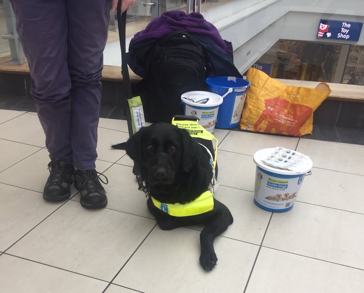 GuideDogEnya's tweet photo. Had a great time helping @LeamGuideDogs today @RoyalPriorsSC leamington #lifechangers , #fusses all very nice humans . Used my good looks, charm and licking to raise money https://t.co/13V1CuEkvy