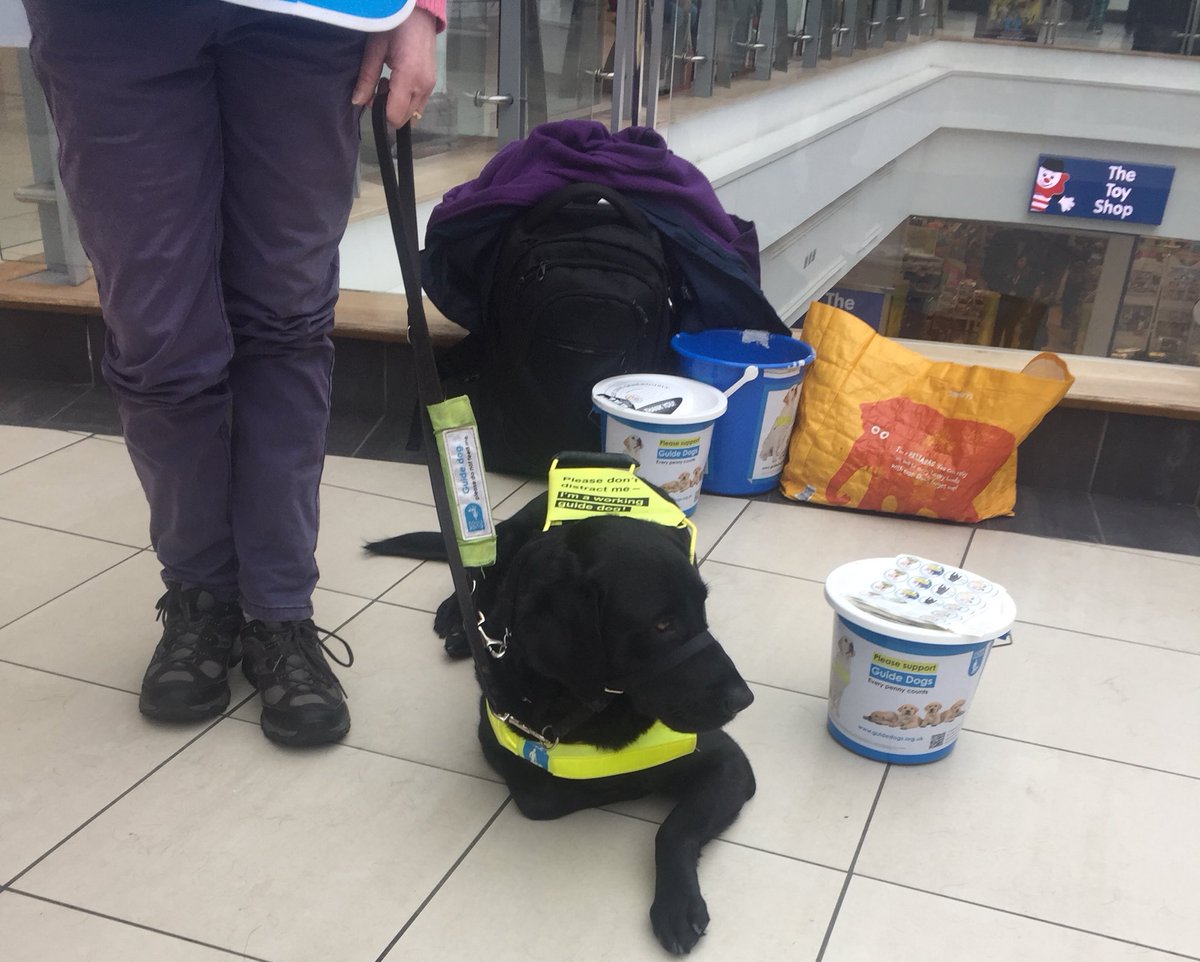 GuideDogEnya's tweet photo. Had a great time helping @LeamGuideDogs today @RoyalPriorsSC leamington #lifechangers , #fusses all very nice humans . Used my good looks, charm and licking to raise money https://t.co/13V1CuEkvy