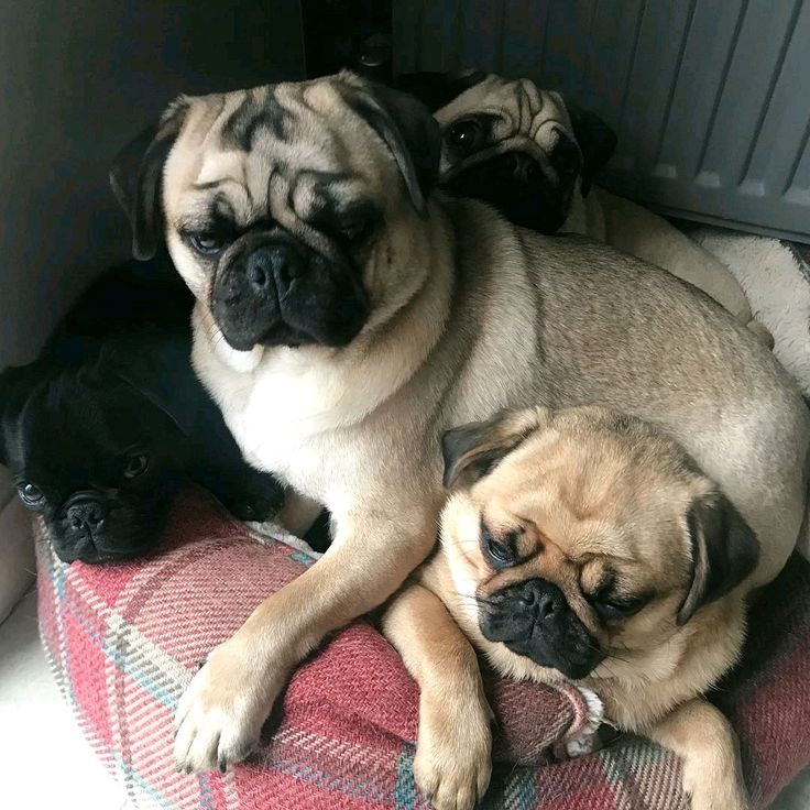 Triple treat #cuteness with @pugletsxo! ... 'Snug as a pile of pugs 😍' ... #Pileofpugs #4pugs #pugsofinstagram #pugpictures #puglife #pugpictureoftheday #dogscorner #dogs #dogs_of_instagram #cutedogs #cuteness #bestfriends #friends #pugsleep… pinterest.com/pin/5383209617… #puglife