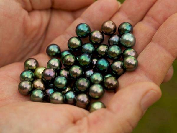 GeologyTime's tweet photo. Black #pearls is an organic gem formed from the black lip oyster (Pinctada margaritifera). From South-Pacific https://t.co/PzdCpo4YJs