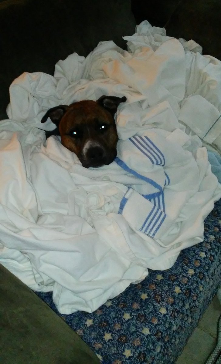 2INTMD8's tweet photo. Cold morning Laundry fresh out of dryer = happy 🐕
#pittielove #PibbleNation @PibbleLife @SUFPFoundation https://t.co/l8KlylvqyG