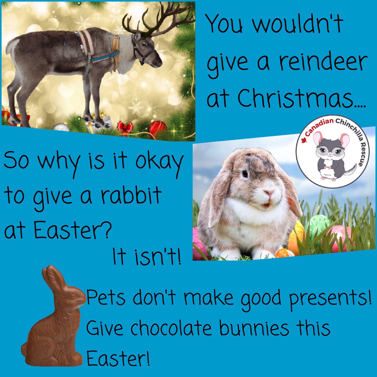 canchinrescue's tweet photo. Even though we are a chinchilla rescue this message can't be repeated enough! Don't buy real bunnies for Easter unless they are chocolate or a stuffy! https://t.co/Kv4mdnxPV3
