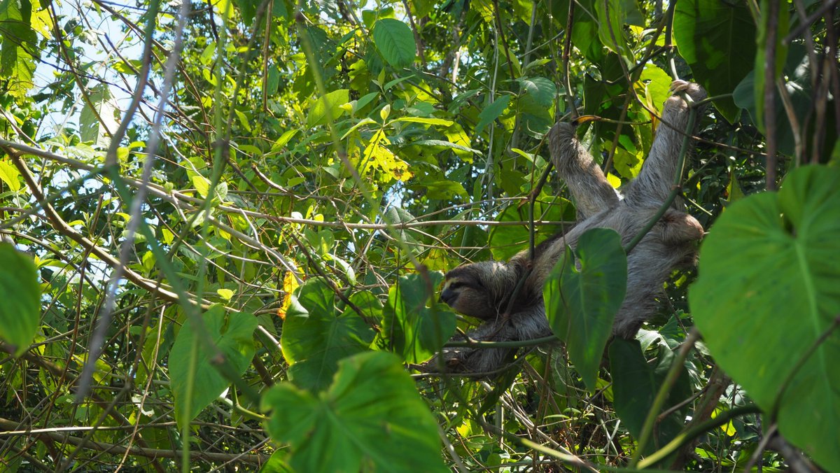 activitybean1's tweet photo. #sloths are #amazing, the wildlife and natural heritage is fantastic in Costa Rica
.
.
.
#experience #ecotour #activitybean #goodtimes #tour #snorkelling #island #beach #bluewater #costarica #rurallife #goodday #sustainable #fairtraveling #startup #reisen #sloth https://t.co/ZQNgM4oHAW