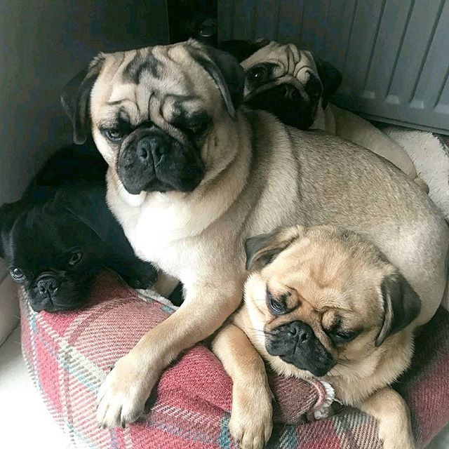 JoinThePugs's tweet photo. Can you spot all 4 pugs? with @pugletsxo!⠀
...⠀
"Snug as a pile of #pugs 😍"⠀
... ⠀
#Pileofpugs #4pugs #pugsofinstagram #pugpictures #puglife #pugpictureoftheday #dogscorner #dogs #dogs_of_instagram #cutedogs #cuteness #bestfriends #friends #pugsl… https://t.co/qfvxxAnITp https://t.co/NOT88HFK8z
