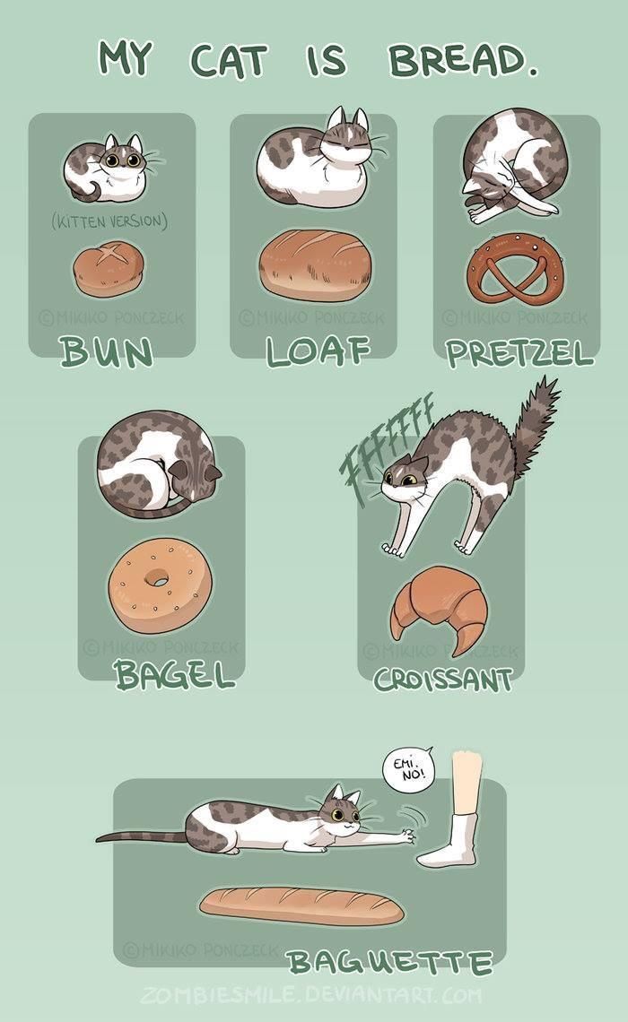 TheCatTweeting's tweet photo. Various cat bread styles. https://t.co/tQapTrfitt