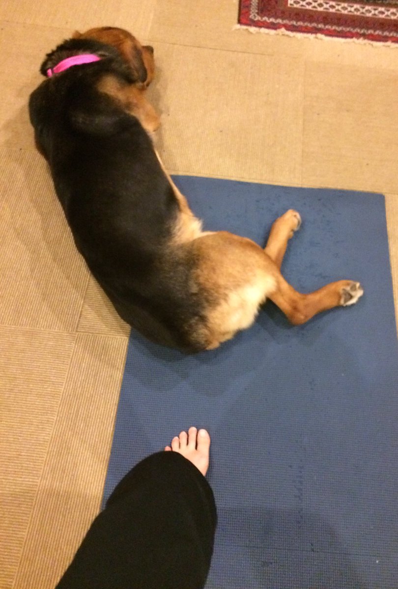 SeabelBalian's tweet photo. Dat.29/30: 35min Piyo sweat... I'm upper body weak, it's so good to see it getting stronger... sore, sore, sore...worth every minute! Very grateful! ... first half of my workout I was hardly on the mat due to my lovely visitor... #lovepiyo https://t.co/gHPVoEUOTx