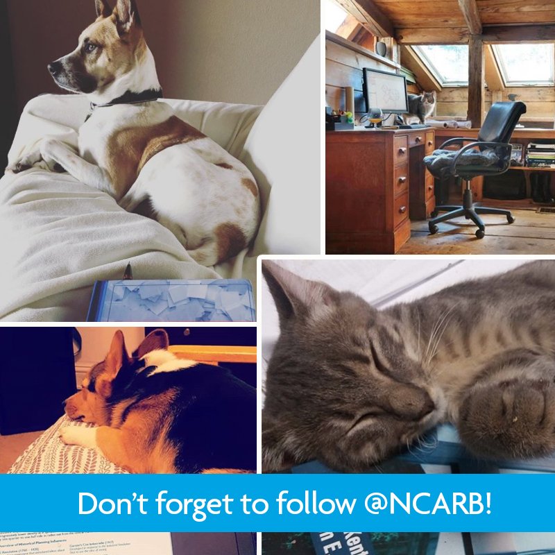 NCARB's tweet photo. Happy #caturday! We're loving all your fluffy study buddies. Keep sharing your favorite #AREstudyspot for your chance to win a $100 prepaid VISA gift card—and don't forget to follow @NCARB! https://t.co/QqUgfQ3OlD https://t.co/R45amthrT5