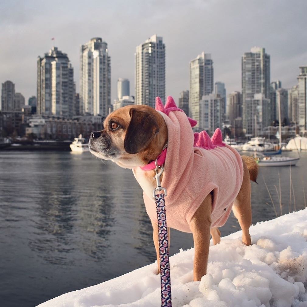 bonjourfido's tweet photo. Dino-puggle exploring today ♥️! Have a wonderful Saturday💕! #NeonPink #SolidCollection #DogCollar #NavyAndPinkFlowers #Leash #dogs #puggle https://t.co/iYzphHEPBr