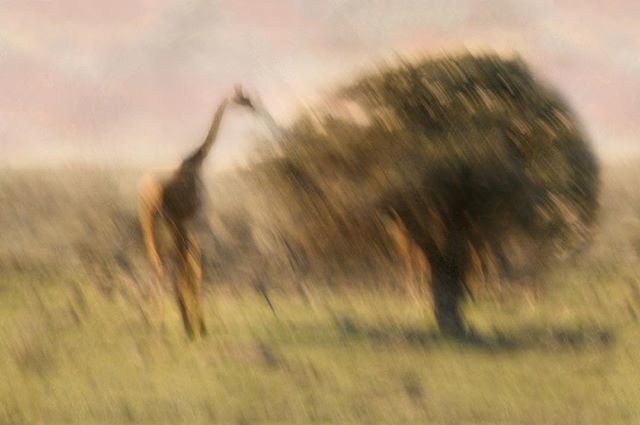 “In life, as in art, the beautiful moves in curves.” – Edward Bulwer-Lytton

#Kenya #explorekenya #Africa#exploreafrica #maasaimara #giraffe #wanderlusting #seetheworld #mytravelgram #moving_pictures___ #icm #slowshutter #intentionalcameramovement #photopainting #artoninstag…