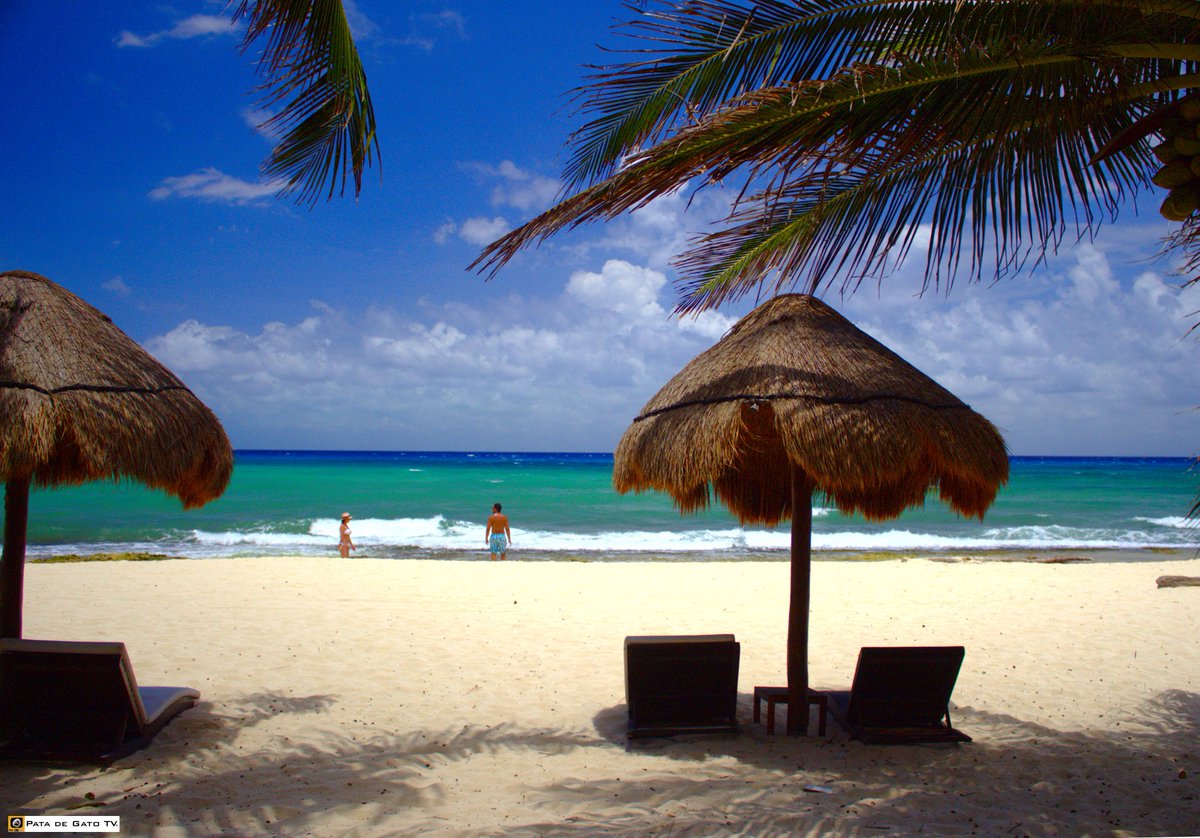 PataDeGatoTV's tweet photo. 🙂 #HoyMeGustariaDecirteQue a pesar de todo, #PlayaDelCarmen es un destino muy hermoso que vale la pena conocer ¡Tenemos #10000Pics que lo demuestran!
https://t.co/B6av3id9Xx
#ItsAGreatDayWhen you wake up a #SaturdayMorning in such a beautiful place as #RivieraMaya! #Mexico https://t.co/T7yucI5cKY