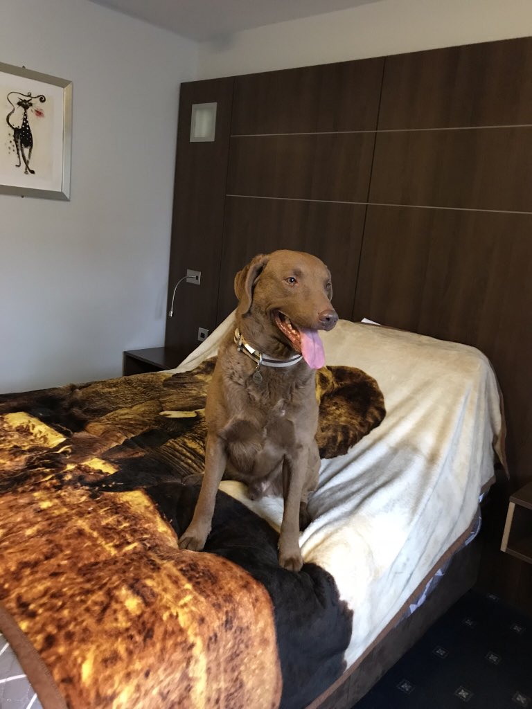 GGsXC1's tweet photo. #CruftsExtra 
Yogi the Chesapeake Bay retriever settles in to his pre crufts hotel and settles down to his favourite program https://t.co/OWmCf1WIU9