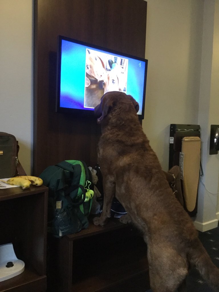 GGsXC1's tweet photo. #CruftsExtra 
Yogi the Chesapeake Bay retriever settles in to his pre crufts hotel and settles down to his favourite program https://t.co/OWmCf1WIU9