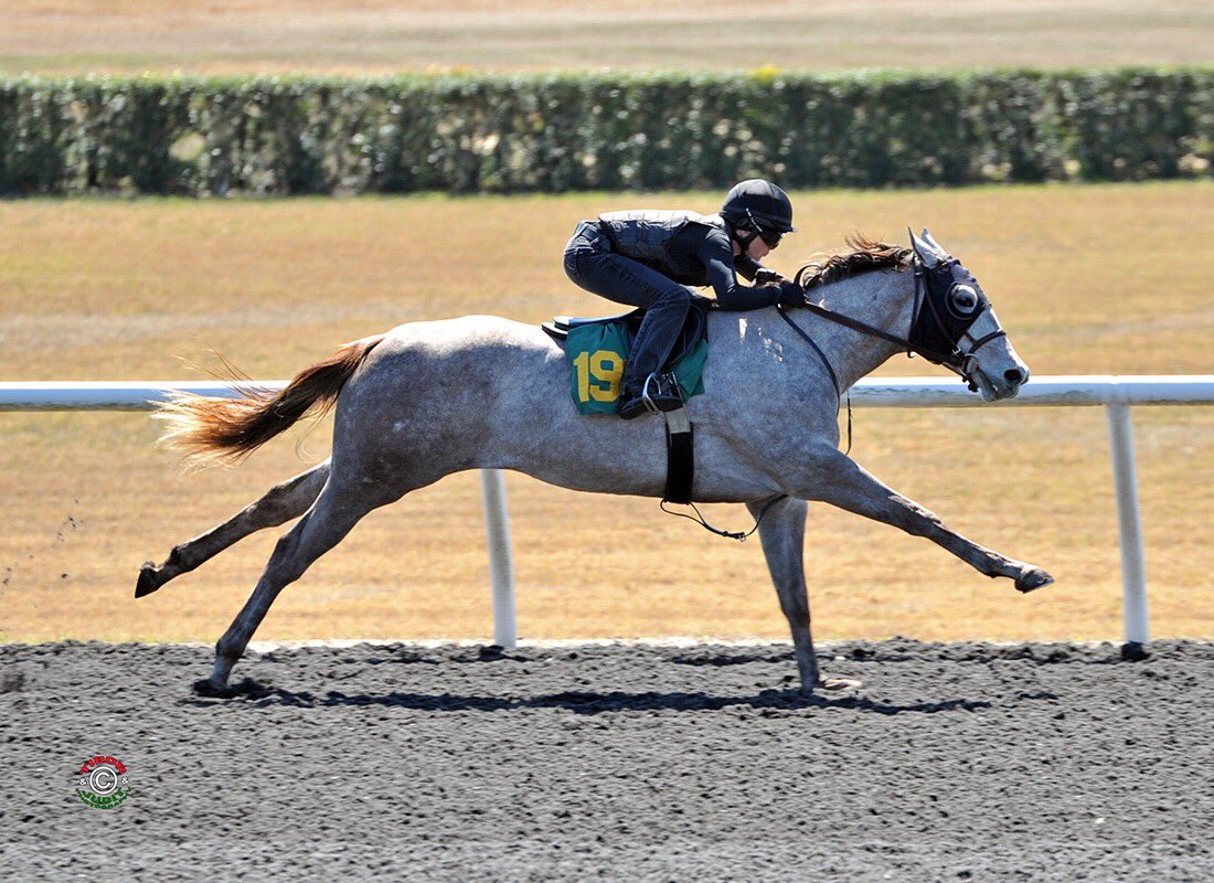 munibroker2323's tweet photo. Hip 192, filly out of Boatman Road by Flashback, ran 10 flat out in 20.4. @GoFinalFurlong #nybred #OBSMarch #shesquick https://t.co/dvFJV0BBSs