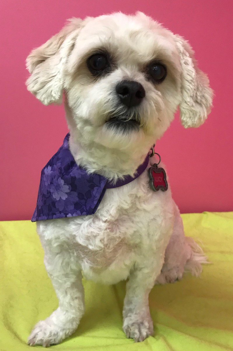 Me_n_Moms_'s tweet photo. Saturday sass from this cutie pie Lucy #grooming #petgrooming #groomingdogs #doogdog #dog #SaturdayMorning #morning #gooddog #good https://t.co/NJYMLUq60e