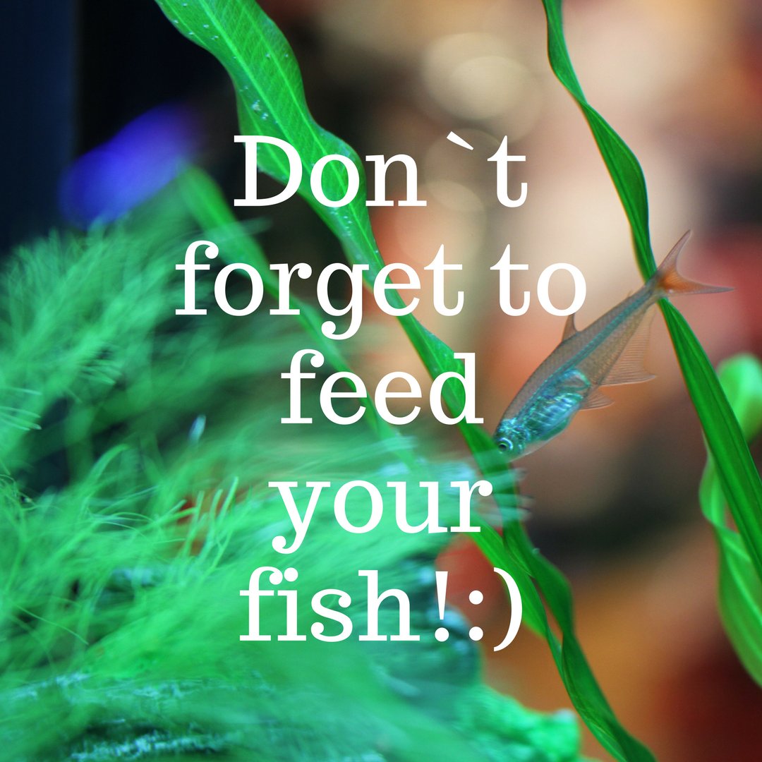 fishhobbyst's tweet photo. Don`t forget about our MEGA Sale. Deals up to -80%!! Order now at
https://t.co/hmHsjU2iXX
#fishkeeping #fish #aquarium #cichlids #fishroom #fishtank #fishshow #fishlover #aquariumfish #exoticfish #flowerhorn #arowana #fishtankkings #fishkeeper https://t.co/ETGv9SeBxi