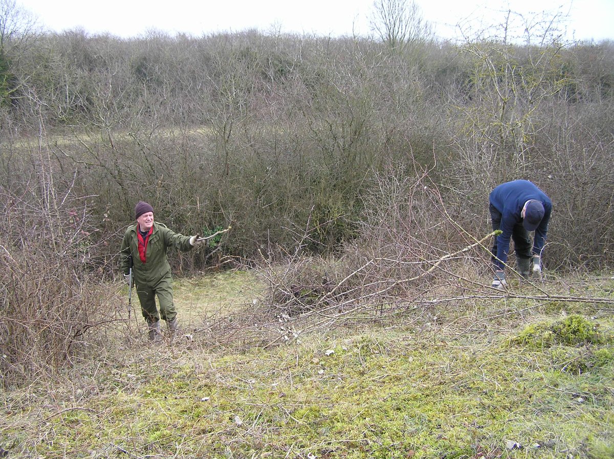 HearleSharon's tweet photo. Norfolk volunteers on the Cut-off Channel clearing scrub for Dingy Skipper. Coltsfoot in full glory #BCAction Day #BC50th https://t.co/oOC71pqrpI