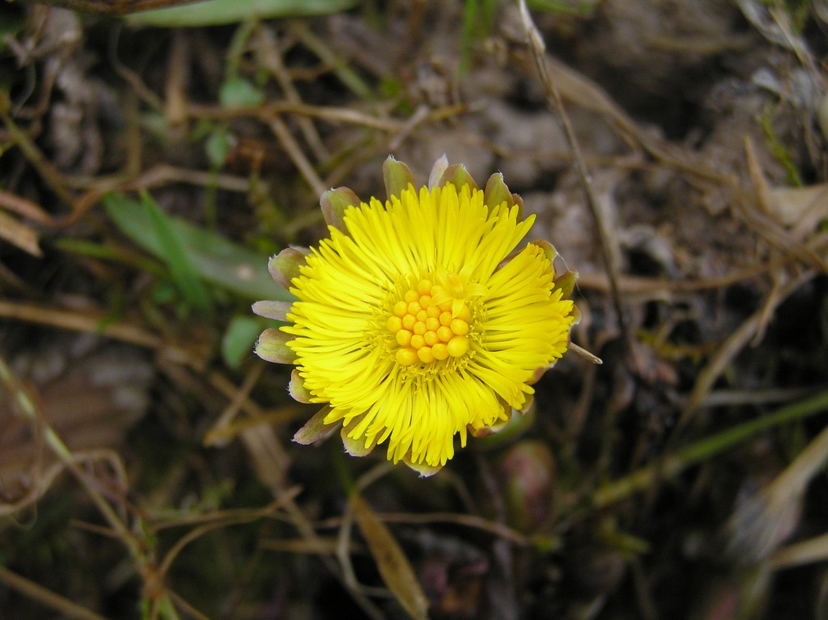 HearleSharon's tweet photo. Norfolk volunteers on the Cut-off Channel clearing scrub for Dingy Skipper. Coltsfoot in full glory #BCAction Day #BC50th https://t.co/oOC71pqrpI