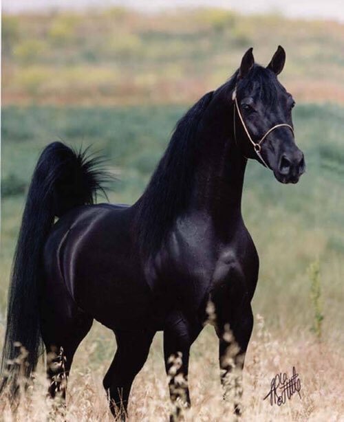 _njla71's tweet photo. ولنا فى الخيل جمالٌ يصعب وصفةُ🖤 https://t.co/yU9GVIMi3h