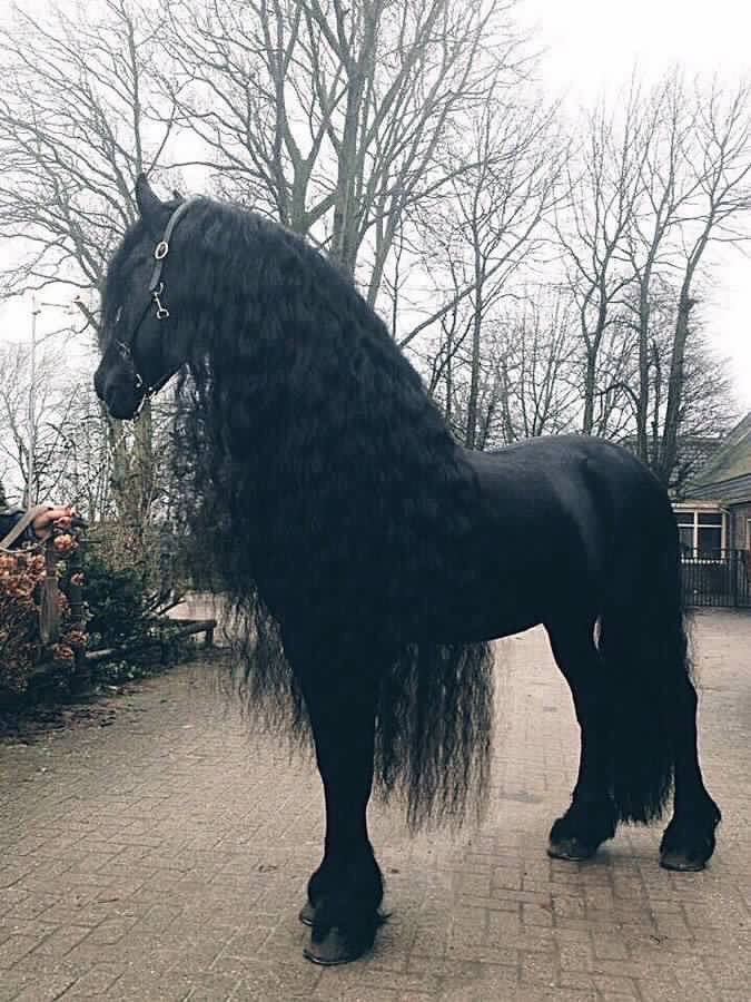 _njla71's tweet photo. ولنا فى الخيل جمالٌ يصعب وصفةُ🖤 https://t.co/yU9GVIMi3h