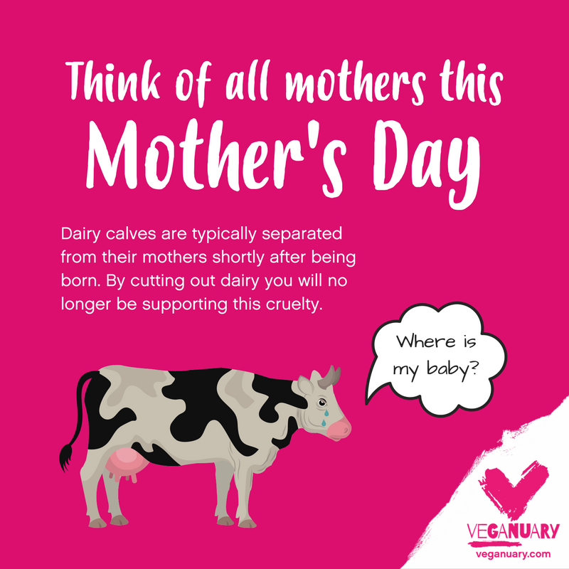 veganuary's tweet photo. Think of the millions of mothers that we will never meet, who provide for us instead of their own babies. The mothers who feed and clothe us against their will. The mothers who we treat as mere products, as though their entire lives are here simply to serve us.
#MothersDay #Vegan https://t.co/tRLWM9G7MX
