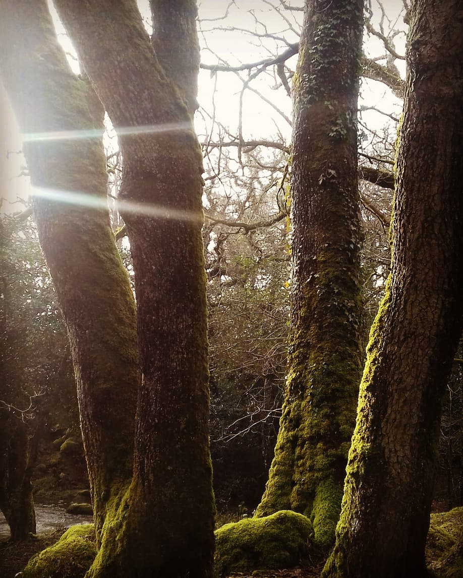juliemckenz's tweet photo. This is where the magick is 😄 #artist #Plymouth based #beauty #jewellery #sulpture #photography #mckenzies magickal Grove fb inspiration beautiful #shaugh prior #Dartmoor #Cornwall #Devon https://t.co/eoxW5Z7HNp