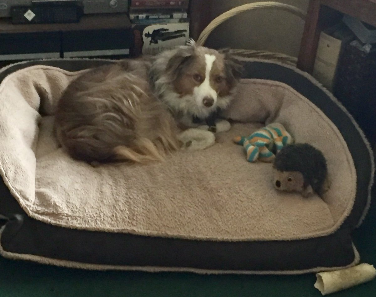 MatMlb428's tweet photo. Happiness is a new bed. https://t.co/CZl4afEWoy