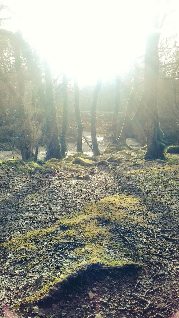 juliemckenz's tweet photo. #ARTIST INSPIRATION FROM #DARTMOOR #CORNWALL #DEVON #NATURE #SHAUGH PRIOR #photography #sculpture #Artworks #greenmen plaques #mckenzies magickal Grove fb 😉 https://t.co/rZsniUdRIG