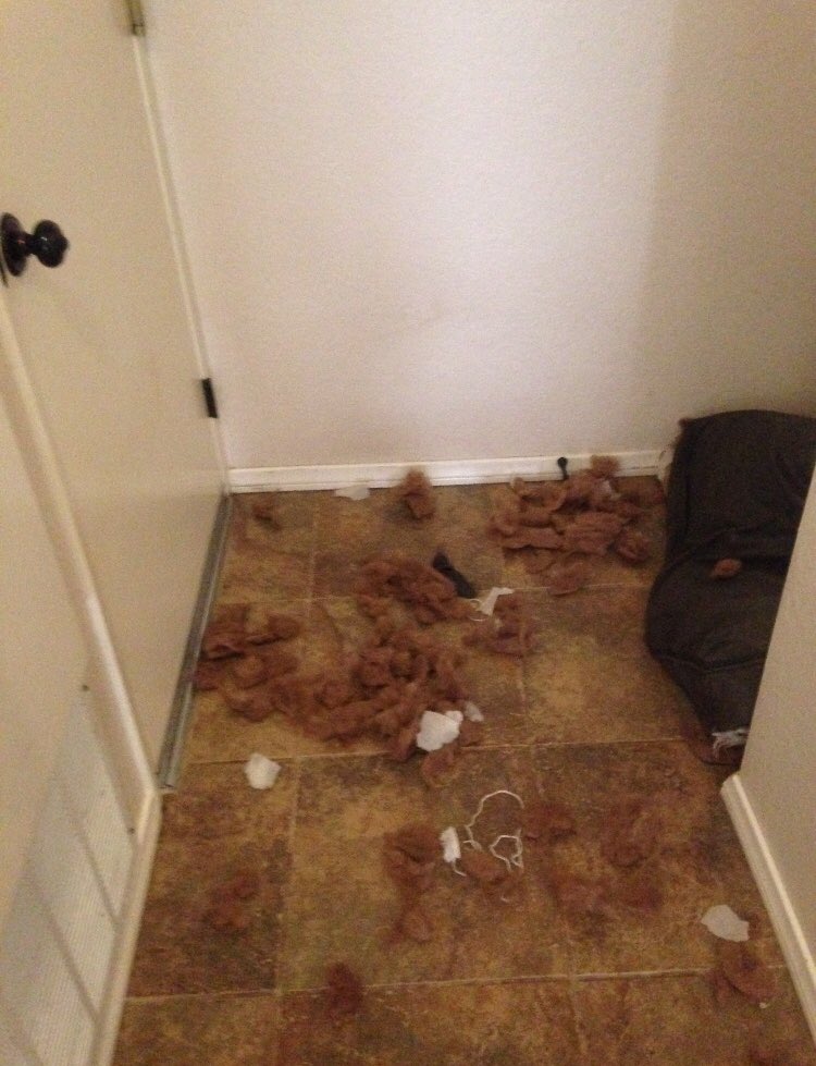 LeRoyTheTornado's tweet photo. Ruh-roh...  BUT IT WAS SO MUCH FUN!  🌪🌪🌪🐾🐾 #tornadowithteeth #ShredMyBed #puppies #dogs #dogsoftwitter #dogsarefamily #dogsarejoy https://t.co/YSncgDA6zT