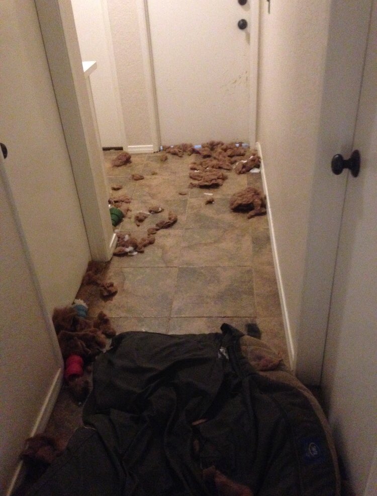 LeRoyTheTornado's tweet photo. Ruh-roh...  BUT IT WAS SO MUCH FUN!  🌪🌪🌪🐾🐾 #tornadowithteeth #ShredMyBed #puppies #dogs #dogsoftwitter #dogsarefamily #dogsarejoy https://t.co/YSncgDA6zT
