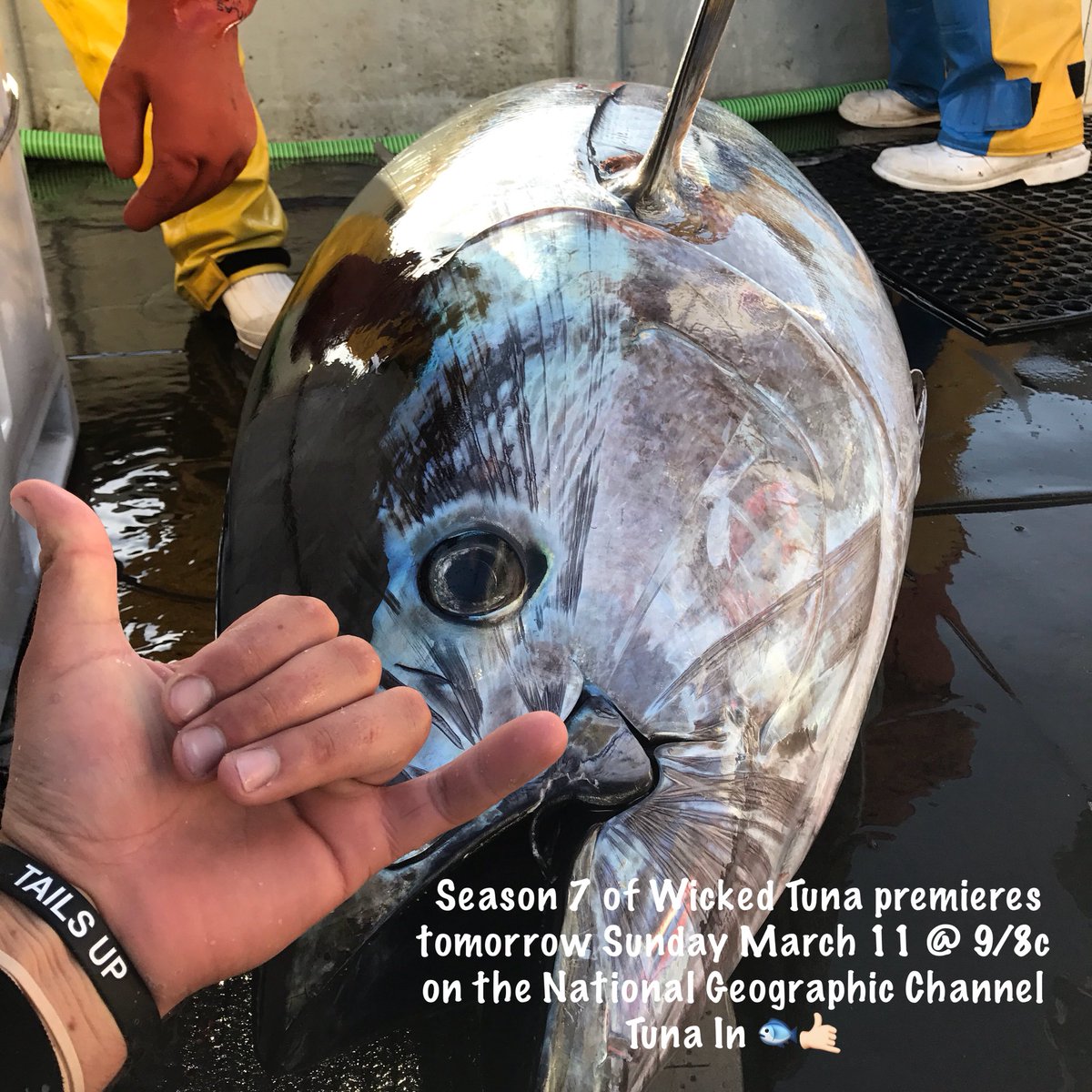 HardMerchJoe's tweet photo. Tommorrow night 9/8c, on #NatGeo 

@FVHardMerch  @WickedTuna #TailsUp #SundayNightTuna #TeamHardMerch #WickedTuna 

https://t.co/SWrw57wRX0 https://t.co/bCxDOMoXcN