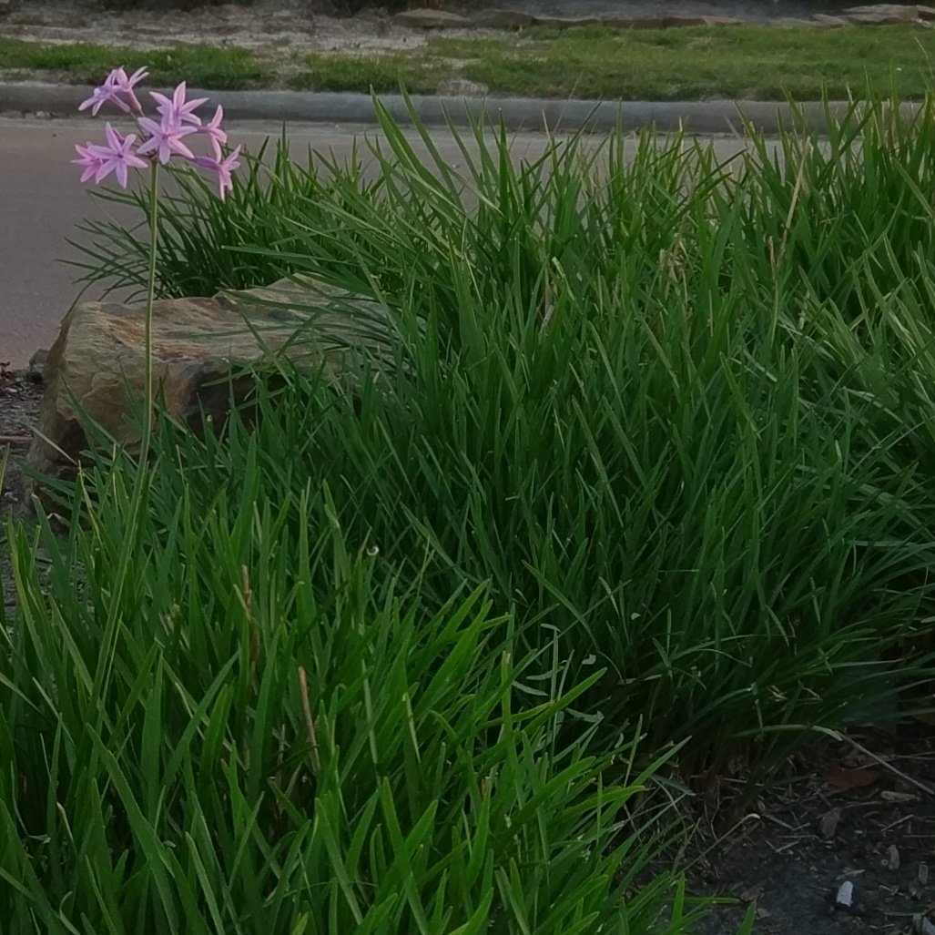 agj123's tweet photo. Hang in there buddy, your friends will show up soon. #spring #firstflowersofspring https://t.co/1FRc9azAZg