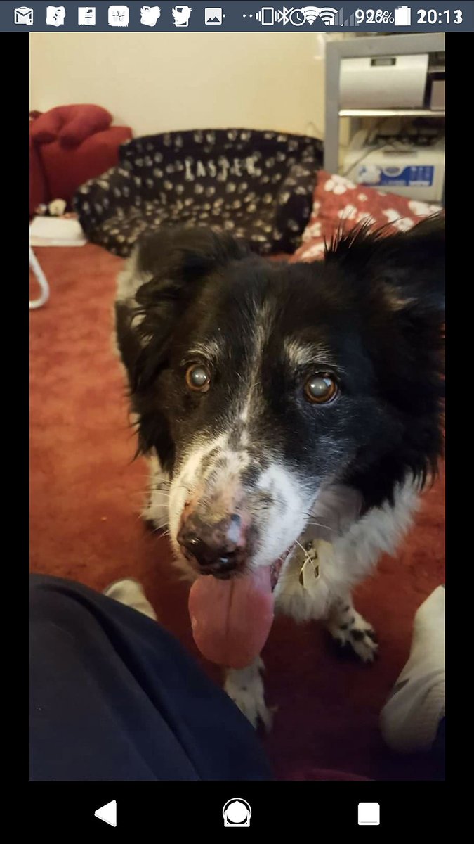 Our Rescue dog jasper, now 18 1/2 years old and still loving life and watching #Crufts, with us since 6 months old.. Rach &amp; Nev Simmons