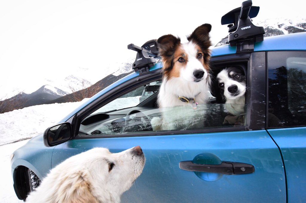 trailsandbears's tweet photo. @HondaCanada  https://t.co/l9R2LpUKlC